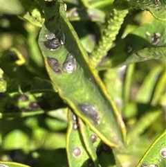Diaspididae (family) (Armoured Scale) at Canyonleigh, NSW - 8 Nov 2025 by blacksheep