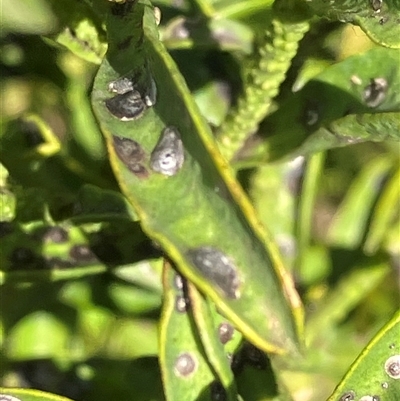 Diaspididae (family) (Armoured Scale) at Canyonleigh, NSW - 8 Nov 2025 by blacksheep