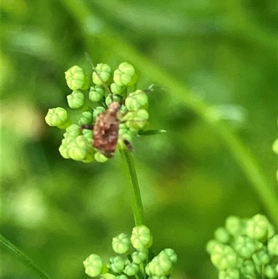 Sidnia kinbergi (Australian crop mirid) at Canyonleigh, NSW - 8 Nov 2025 by blacksheep