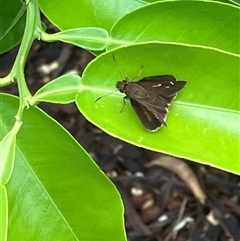 Timoconia peron (Dingy Grass-skipper) at Canyonleigh, NSW - 8 Nov 2025 by blacksheep