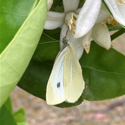 Pieris rapae (Cabbage White) at Canyonleigh, NSW - 8 Nov 2025 by blacksheep