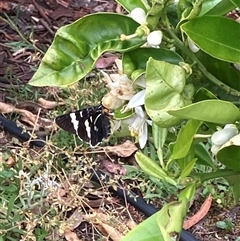 Phalaenoides glycinae (Grapevine Moth) at Canyonleigh, NSW - 8 Nov 2025 by blacksheep