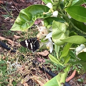 Unverified Butterfly (Lepidoptera, Rhopalocera) at Canyonleigh, NSW - Yesterday by blacksheep