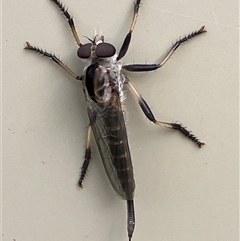 Asilidae (family) at Canyonleigh, NSW - 8 Nov 2025 by blacksheep