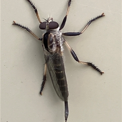 Asilidae (family) at Canyonleigh, NSW - 8 Nov 2025 by blacksheep