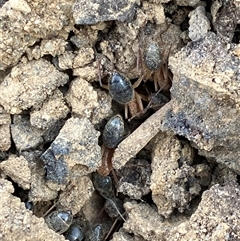 Camponotus nigriceps (Black-headed sugar ant) at Canyonleigh, NSW - 8 Nov 2025 by blacksheep