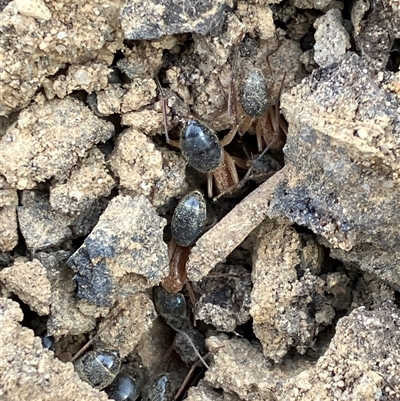 Camponotus nigriceps (Black-headed sugar ant) at Canyonleigh, NSW - 8 Nov 2025 by blacksheep