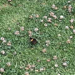 Tisiphone abeona (Varied Sword-grass Brown) at Canyonleigh, NSW - 7 Nov 2025 by blacksheep