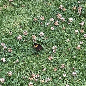 Tisiphone abeona at Canyonleigh, NSW - 7 Nov 2025 03:42 PM