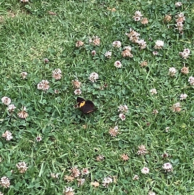 Tisiphone abeona (Varied Sword-grass Brown) at Canyonleigh, NSW - 7 Nov 2025 by blacksheep