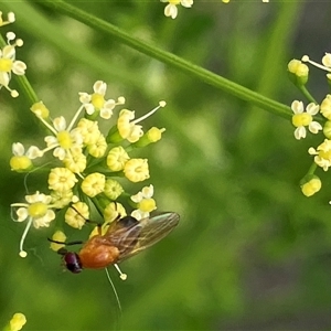 Unverified True fly (Diptera) at Canyonleigh, NSW - 7 Nov 2025 by blacksheep