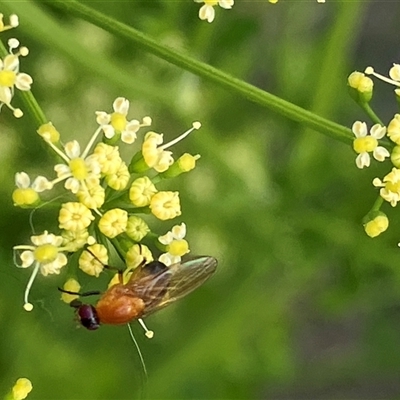 Sapromyza sp. (genus) (A lauxaniid fly) at Canyonleigh, NSW - 7 Nov 2025 by blacksheep