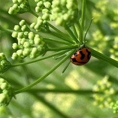 Coccinella transversalis (Transverse Ladybird) at Canyonleigh, NSW - 7 Nov 2025 by blacksheep