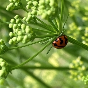Coccinella transversalis (Transverse Ladybird) at Canyonleigh, NSW - 7 Nov 2025 by blacksheep