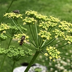 Melangyna viridiceps (Hover fly) at Canyonleigh, NSW - 7 Nov 2025 by blacksheep