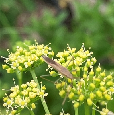 Mutusca brevicornis (A broad-headed bug) at Canyonleigh, NSW - 7 Nov 2025 by blacksheep