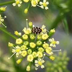 Anthrenus verbasci (Varied or Variegated Carpet Beetle) at Canyonleigh, NSW - 7 Nov 2025 by blacksheep