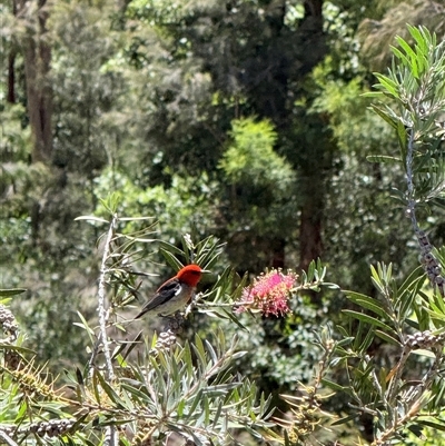 Myzomela sanguinolenta (Scarlet Honeyeater) at Bucketty, NSW - 9 Nov 2025 by MartinPredavec
