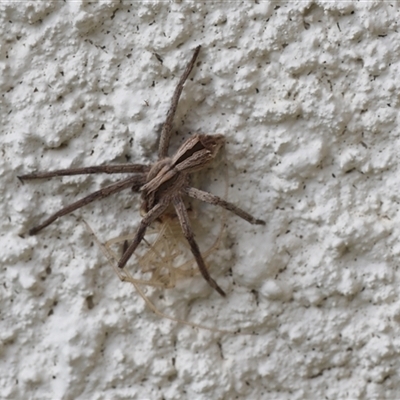 Argoctenus sp. (genus) (Wandering ghost spider) at Lyons, ACT - 9 Nov 2025 by ran452