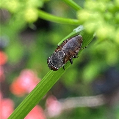 Stomorhina discolor (Snout fly) at Canyonleigh, NSW - 7 Nov 2025 by blacksheep
