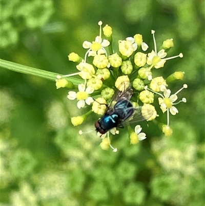 Unverified True fly (Diptera) at Canyonleigh, NSW - 7 Nov 2025 by blacksheep