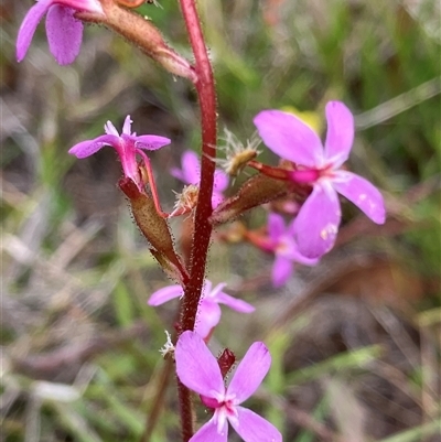 Stylidium (genus) at Canyonleigh, NSW - 7 Nov 2025 by blacksheep