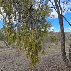 Amyema miquelii at Isaacs, ACT - Today by Mike