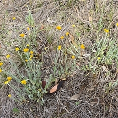 Chrysocephalum apiculatum (Common Everlasting) at Isaacs, ACT - 9 Nov 2025 by Mike