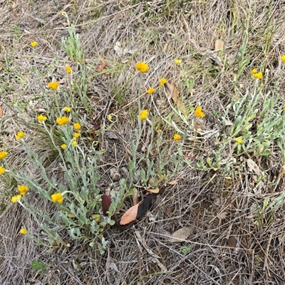 Chrysocephalum apiculatum (Common Everlasting) at Isaacs, ACT - 9 Nov 2025 by Mike