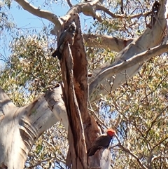 Callocephalon fimbriatum by CathB