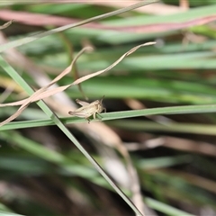 Macrotona australis (Common Macrotona Grasshopper) at Lyons, ACT - 9 Nov 2025 by ran452