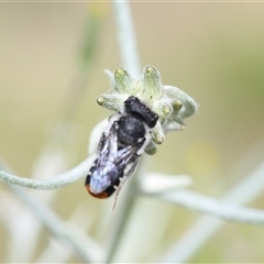 Megachile ferox (Resin bee) at Lyons, ACT - 9 Nov 2025 by ran452