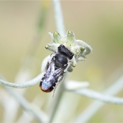 Megachile ferox (Resin bee) at Lyons, ACT - 9 Nov 2025 by ran452