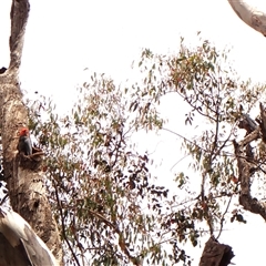 Callocephalon fimbriatum by CathB