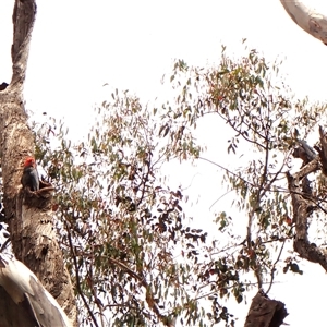 Callocephalon fimbriatum by CathB