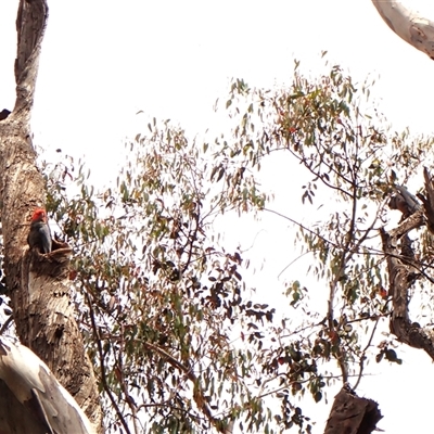 Callocephalon fimbriatum at  - suppressed by CathB