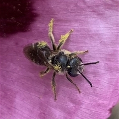 Lasioglossum (Chilalictus) sp. (genus & subgenus) (Halictid bee) at Wanniassa, ACT - 9 Nov 2025 by Shazw