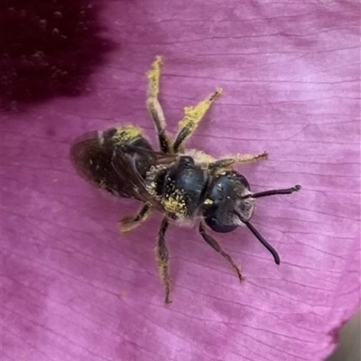 Lasioglossum (Chilalictus) sp. (genus & subgenus) (Halictid bee) at Wanniassa, ACT - 9 Nov 2025 by Shazw