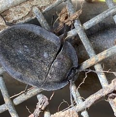 Heleini (tribe) at Canyonleigh, NSW - 7 Nov 2025 by blacksheep