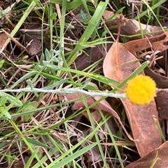 Helichrysum pumilum at Canyonleigh, NSW - 7 Nov 2025 by blacksheep