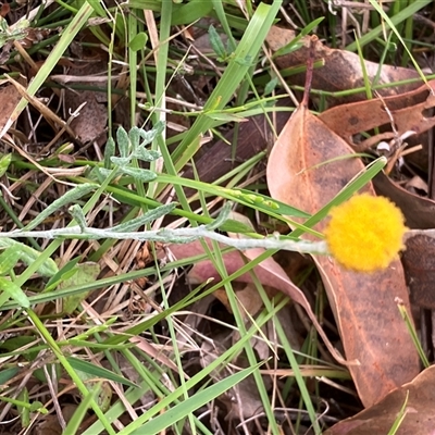 Helichrysum pumilum at Canyonleigh, NSW - 7 Nov 2025 by blacksheep