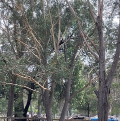 Eucalyptus globulus subsp. bicostata at Canyonleigh, NSW - 7 Nov 2025 by blacksheep
