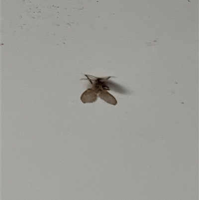 Clogmia albipunctata (Bathroom Moth Fly) at Canyonleigh, NSW - 6 Nov 2025 by blacksheep