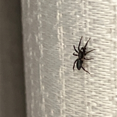 Unverified Spider at Canyonleigh, NSW - 6 Nov 2025 by blacksheep