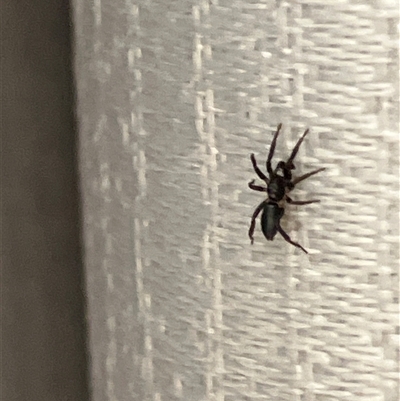 Unverified Spider at Canyonleigh, NSW - 6 Nov 2025 by blacksheep