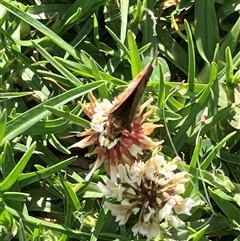 Unverified Butterfly (Lepidoptera, Rhopalocera) at Canyonleigh, NSW - 6 Nov 2025 by blacksheep