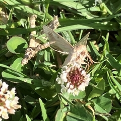 Helicoverpa (genus) (A bollworm) at Canyonleigh, NSW - 6 Nov 2025 by blacksheep
