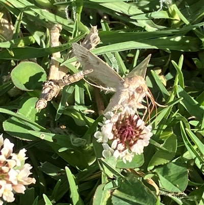 Helicoverpa (genus) (A bollworm) at Canyonleigh, NSW - 6 Nov 2025 by blacksheep