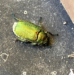 Diphucephala sp. (genus) (Green Scarab Beetle) at Canyonleigh, NSW - 6 Nov 2025 by blacksheep