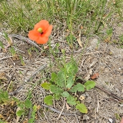 Papaver dubium (Longhead Poppy) at Isaacs, ACT - 9 Nov 2025 by Mike